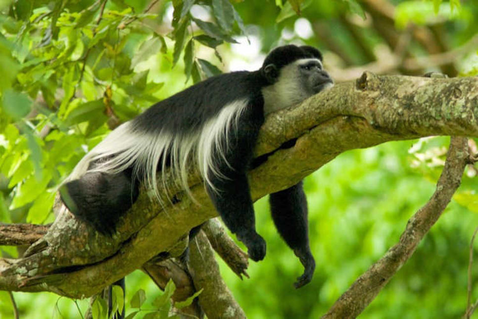 clobus-preservation-diani-beach-sitara-kenya